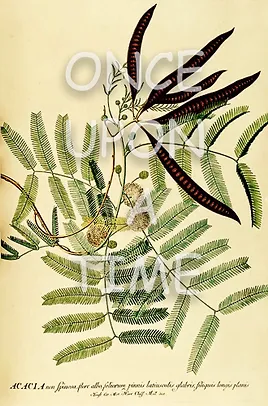 B12