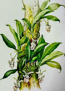 B36