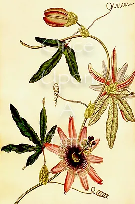 B36a