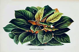 B38a