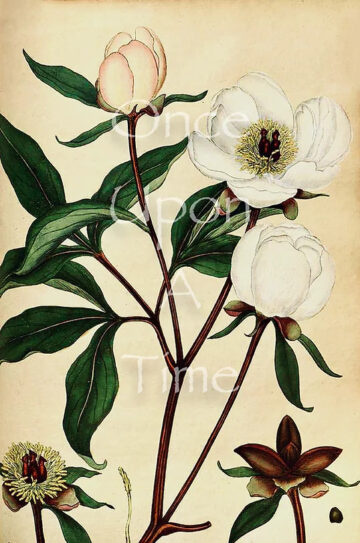 Botanical